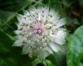 Astrantia major